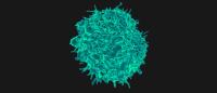 T cell as seen under an electron microscope. Credit: NIAID